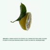Corpus Amalgam 5 ingredient